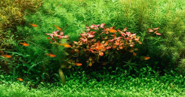 % migliori piante d'acquario