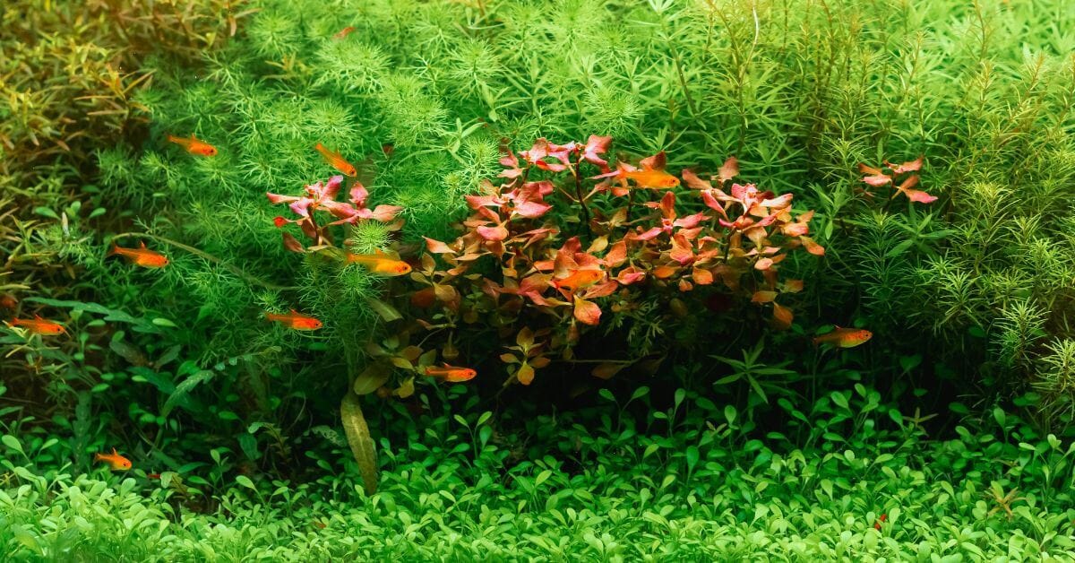% migliori piante d'acquario