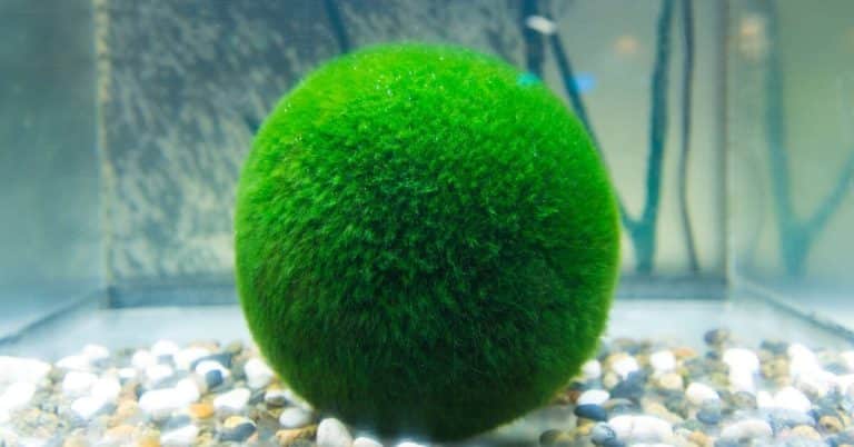 Cladophora o Marimo: tutto sull'l'alga a palla