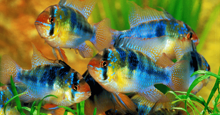 Mikrogeophagus ramirezi: un popolare pesce d'acquario