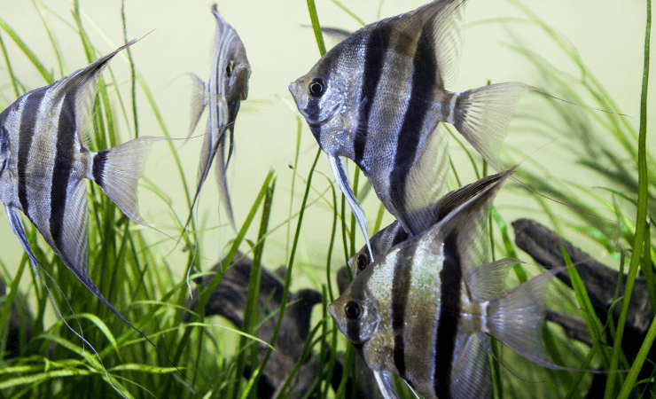 No3 in acquario: quali sono i giusti parametri dei nitrati