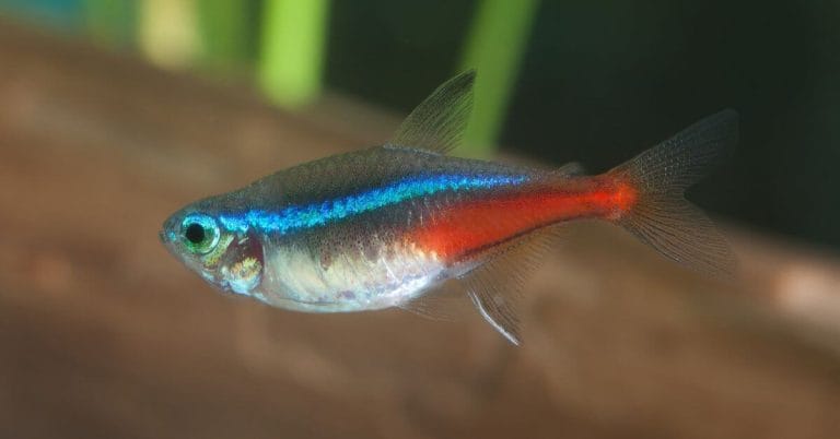 Paracheirodon innesi: tutto sul pesce neon