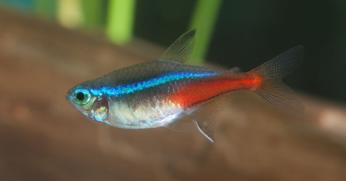 Paracheirodon innesi: tutto sul pesce neon