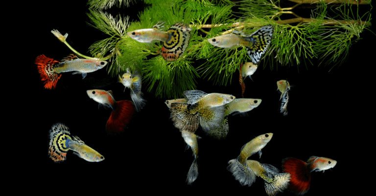 Acquario guppy: allestimento e consigli