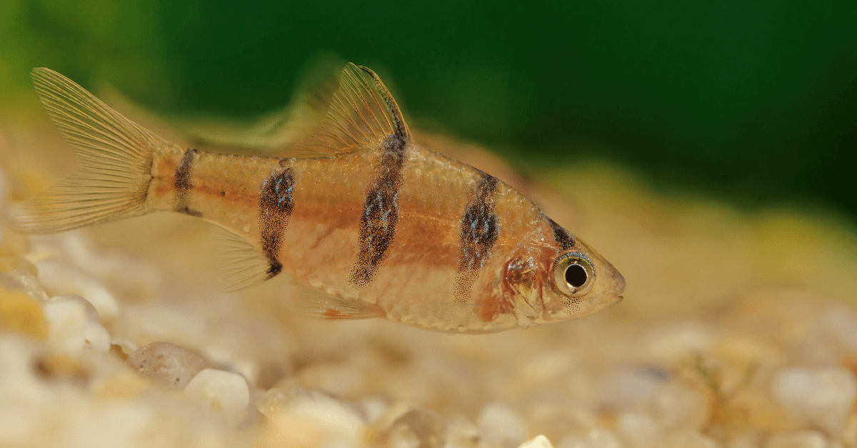 Barbus pentazona: caratteristiche e cura in acquario