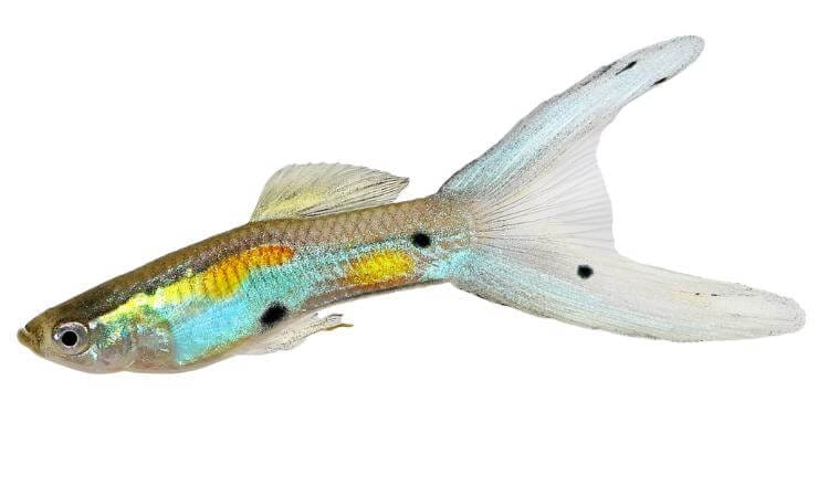 guppy endler guida