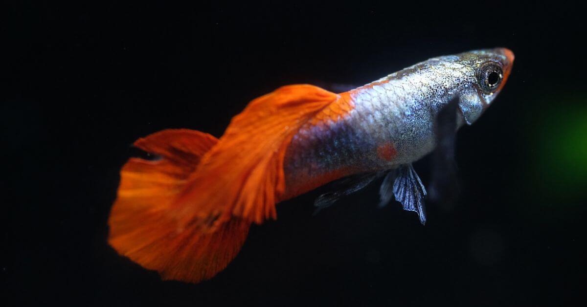 Guppy endler: informazioni e cura in acquario