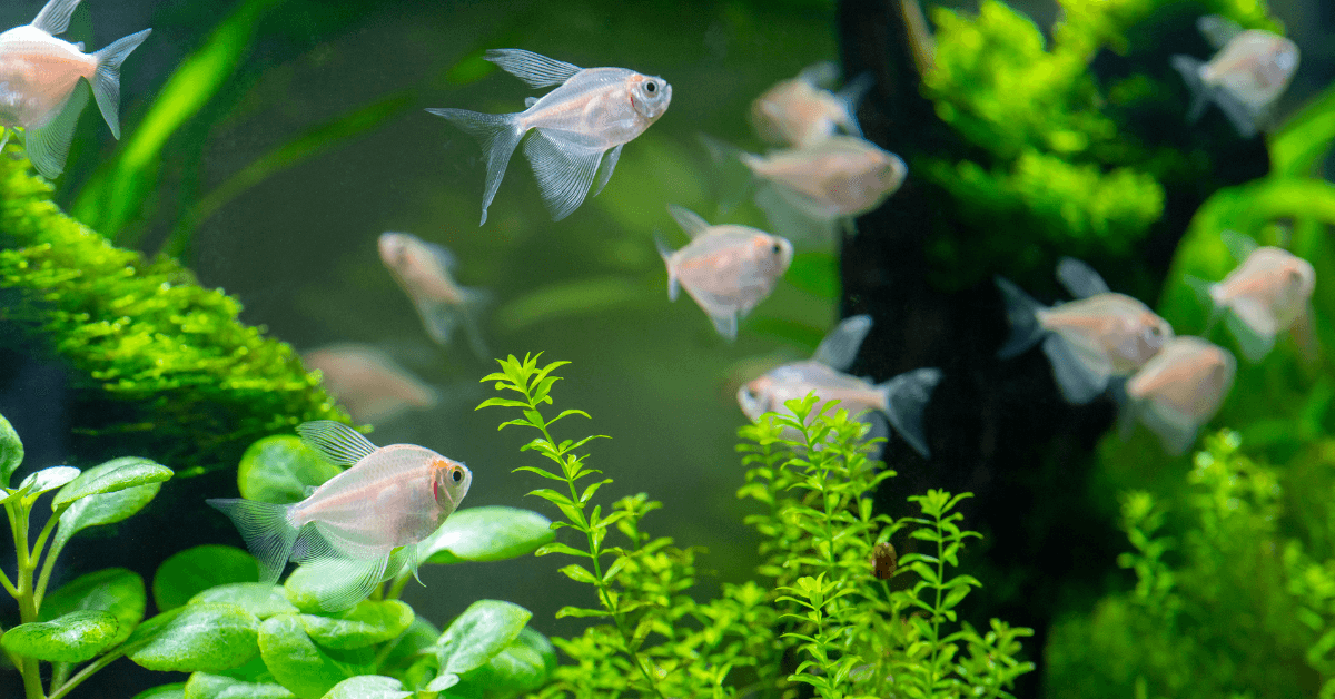 NO2 in acquario: cosa sono e come abbassarli