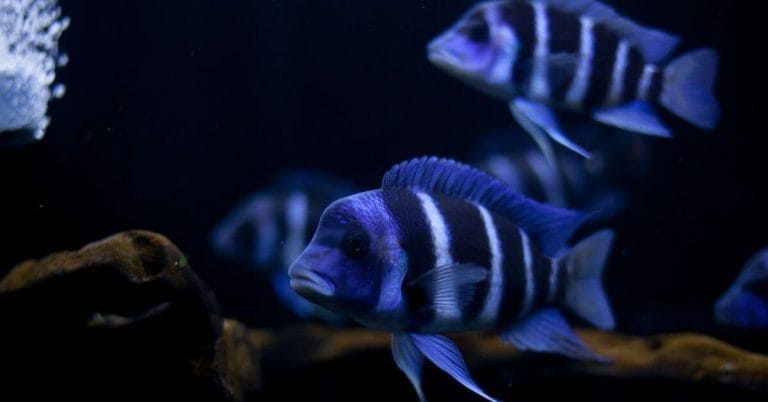 Cyphotilapia frontosa guida completa