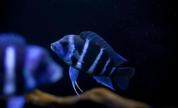 Splendido Cyphotilapia frontosa blu
