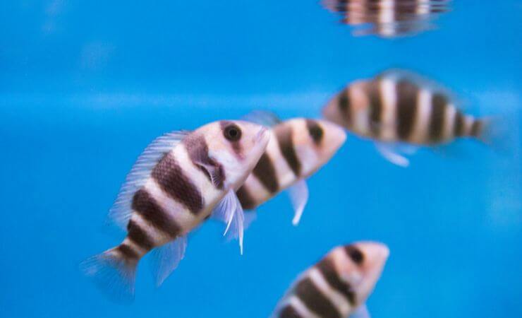 Esemplari giovani di Cyphotilapia frontosa
