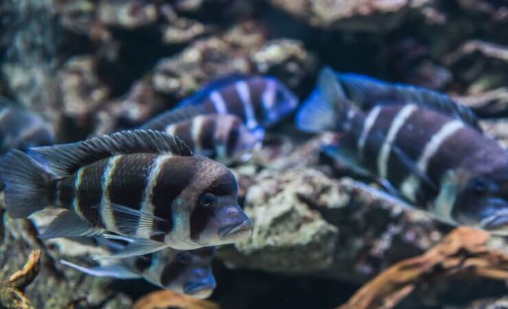 Un gruppo di Cyphotilapia frontosa