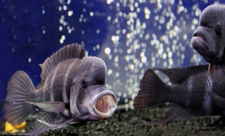 I Cyphotilapia frontosa sono incubatori orali