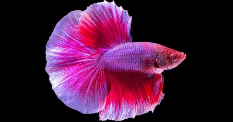 Pesce combattente il guerriero elegante dell'acquario