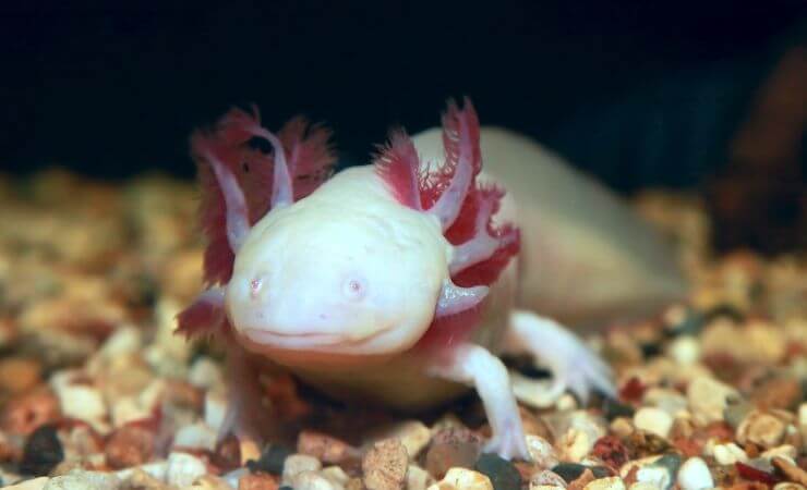 Axolotl albino in acquario