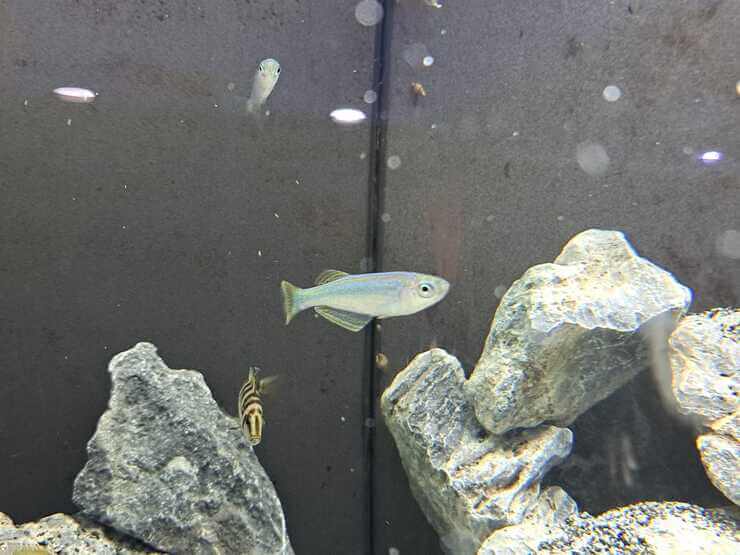 Esemplare di Lamprichthys tanganicanus