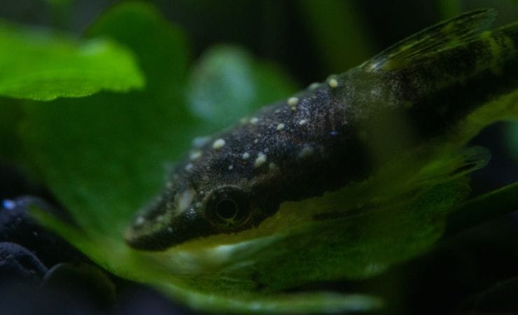 Principali malattie dei pesci in acquario