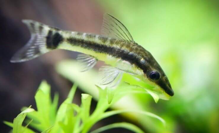 Esemplare di Otocinclus che si alimenta