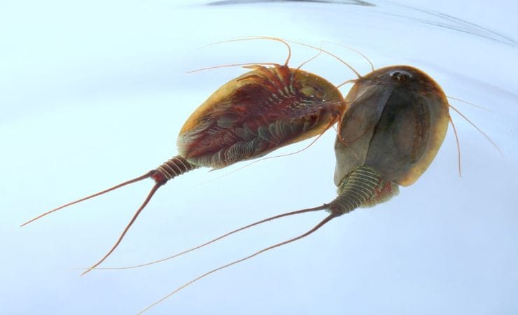 Due esemplari di Triops cancriformis