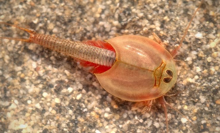 Esemplare adulto di Triops longicaudatus