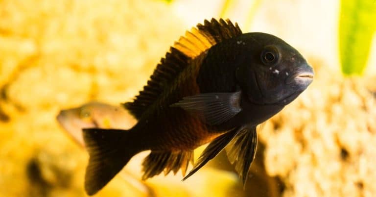 Acquario Tanganica, la guida definitiva