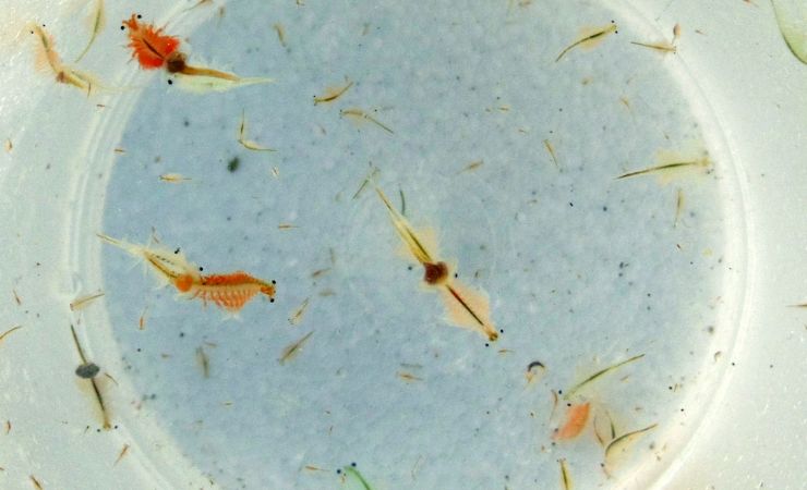 Esemplari adulti di Artemia salina