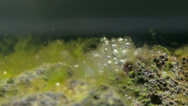 Alghe acquario dolce, cianobatteri