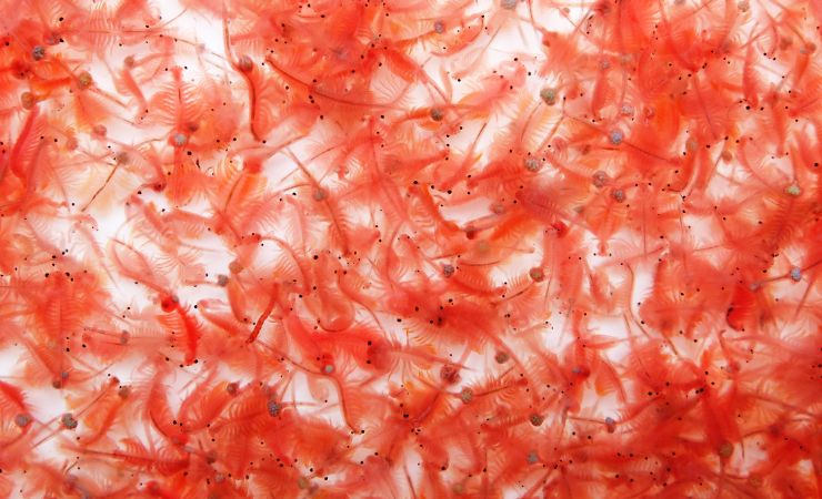 Scopri come allevare l'Artemia salina