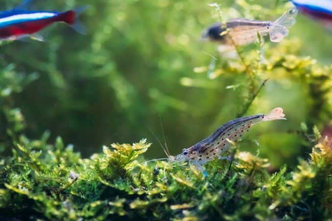 Caridina japonica conosciuta anche come multidentata in acquario