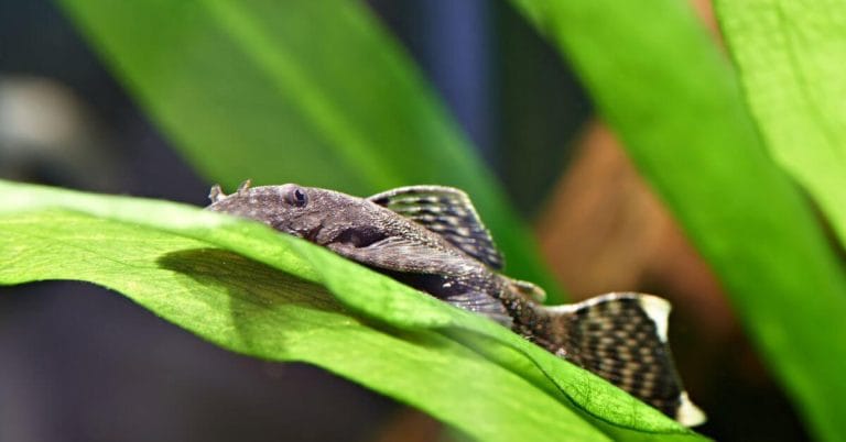 Ancistrus: non pulitore, ma protagonista del tuo acquario