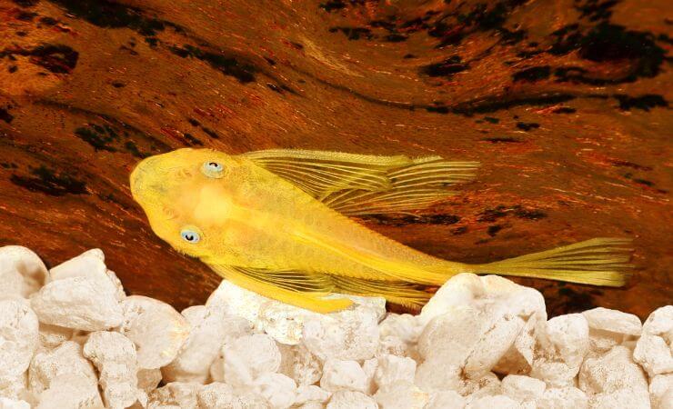 Uno splendido Ancistrus gold