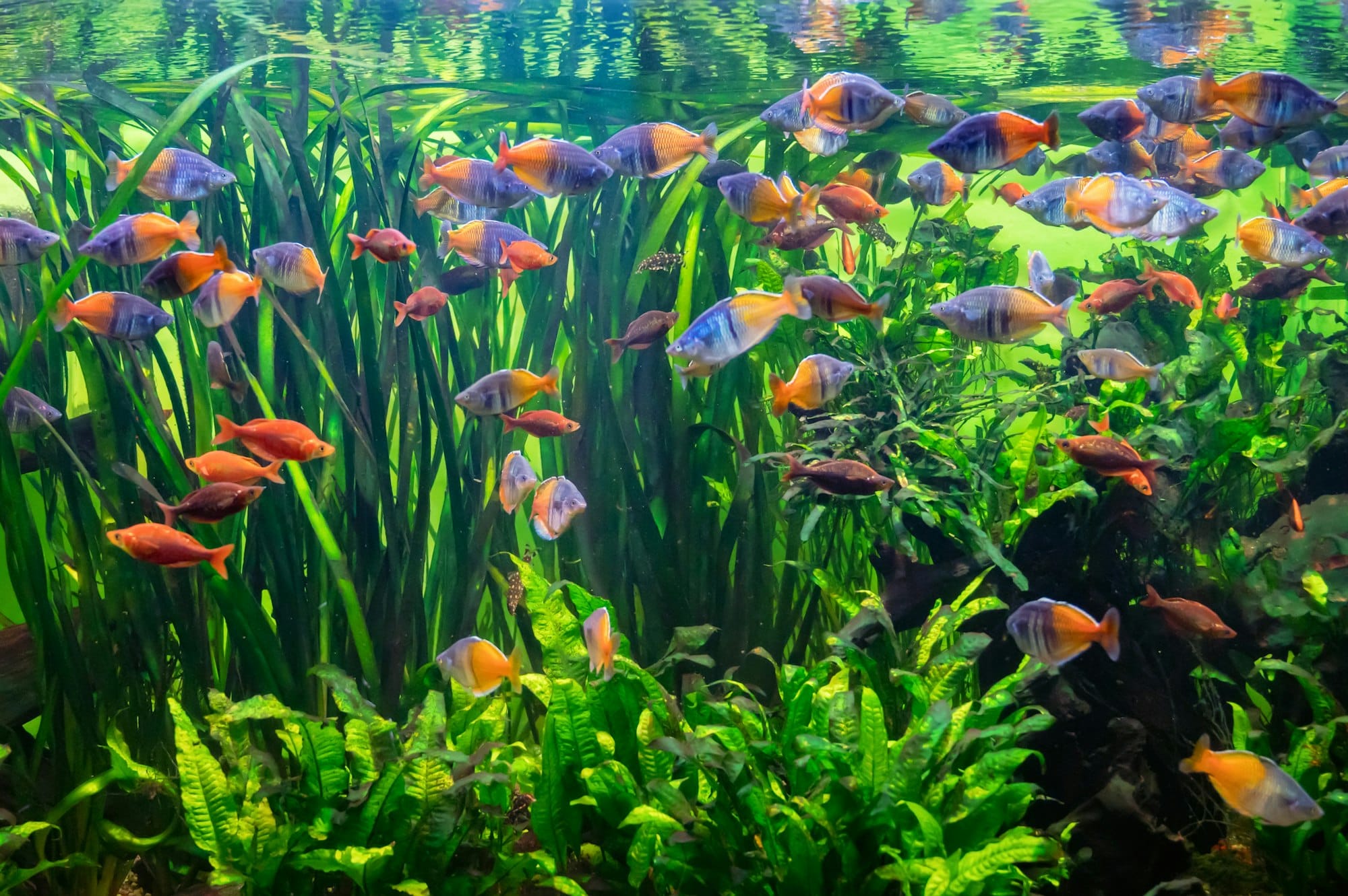 Fertilizzazione acquario, tutto quello che devi sapere