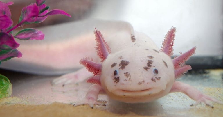 Axolotl: Guida Completa all'Allevamento in Acquario
