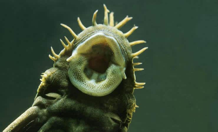 Ancistrus in acquario
