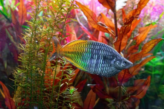 Pesci arcobaleno Melanotaenia boesemani Melanotaenia boesemani , uno dei più colorati pesci arcobaleno