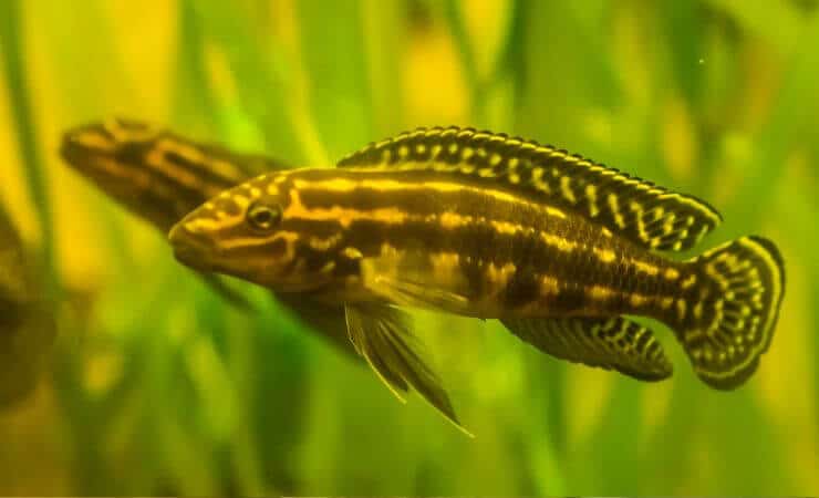 Acquario Tanganica, allestimento passo per passo