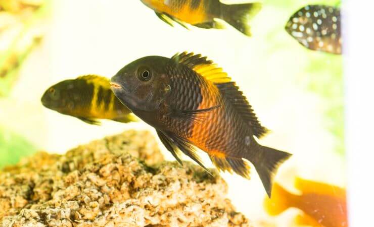 Ciclidi Tanganica