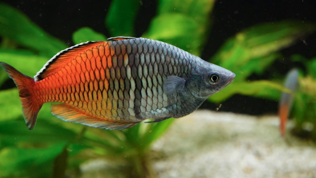 Scopri il sorprendente mondo dei pesci arcobaleno Scopri il sorprendente mondo dei pesci arcobaleno