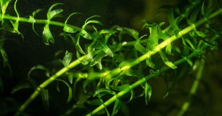 Egeria densa: l'alleata verde del tuo acquario