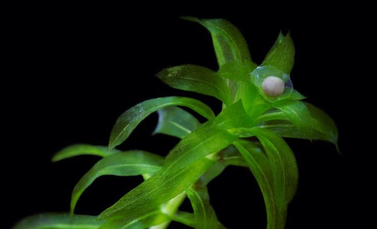 Eferia densa una pianta utile per l'acquario