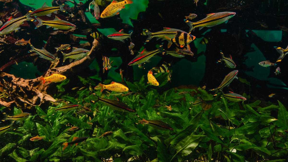 Potenziale Redox in acquario: questo sconosciuto Potenziale Redox in acquario: questo sconosciuto