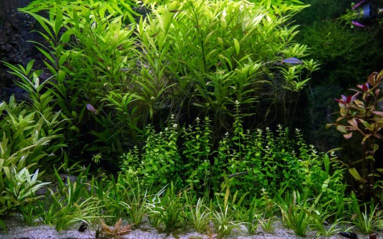 Fertilizzazione acquario: Strategie Essenziali per la Fertilizzazione delle Piante in Acquario