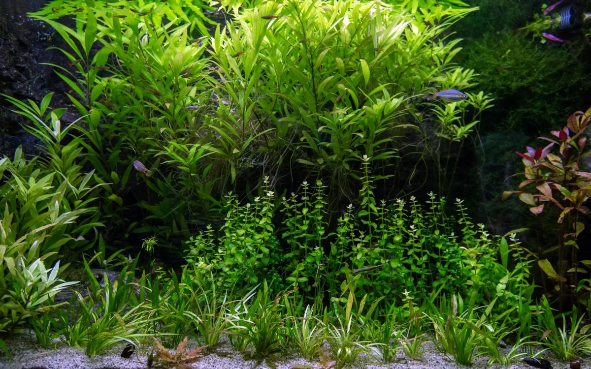 Fertilizzazione Acquario, Come Massimizzare la Crescita delle Tue Piante