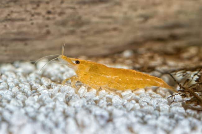 Neocaridina davidi gialla