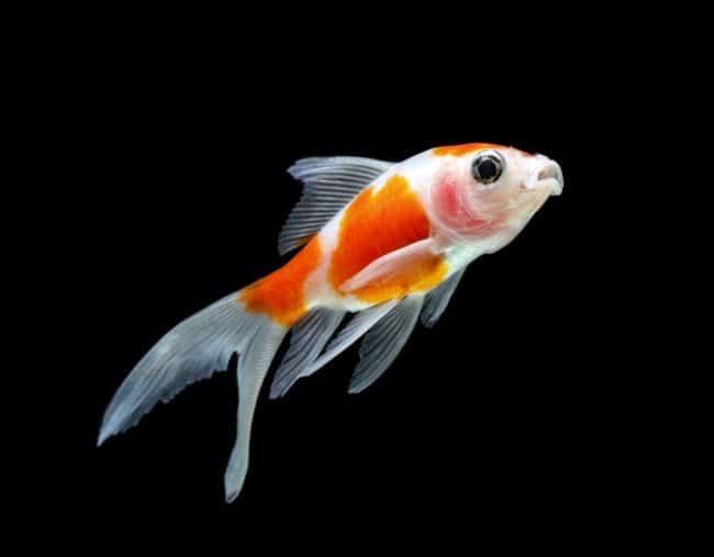 Pesce rosso in acquario