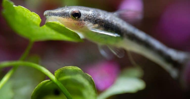 Guida Completa all'Allevamento degli Otocinclus in acquario