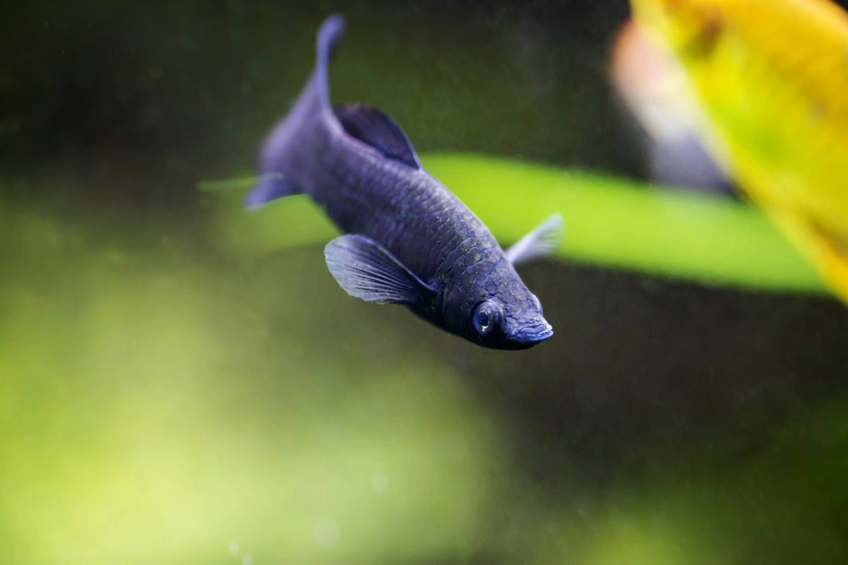 Black Molly: il gioiello nero del tuo Acquario Black Molly: il gioiello nero del tuo Acquario