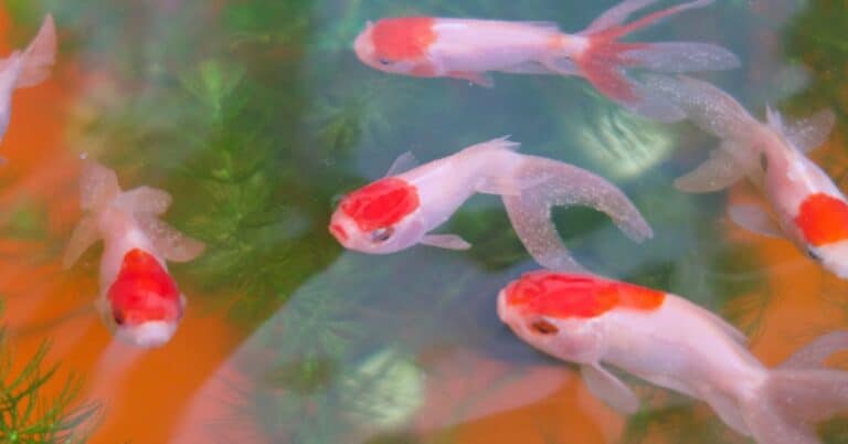 Le Principali Malattie dei Pesci d'Acqua Dolce in Acquario