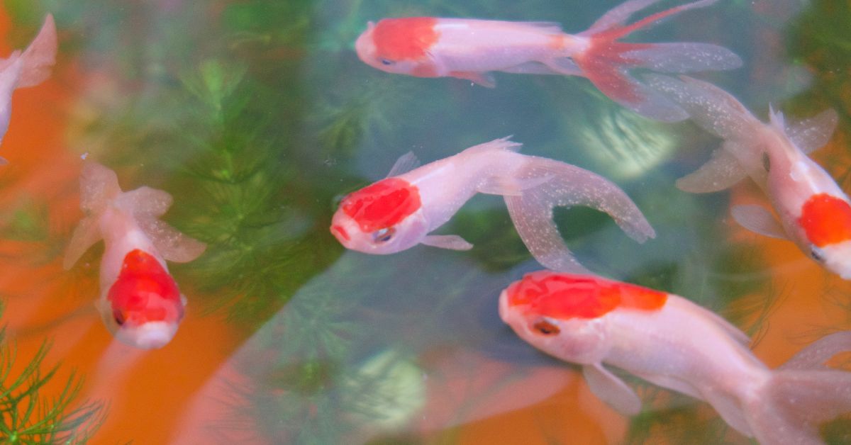 Le Principali Malattie dei Pesci d'Acqua Dolce in Acquario