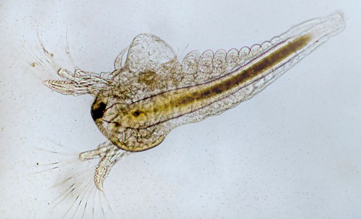 Nauplio di Artemia salina
